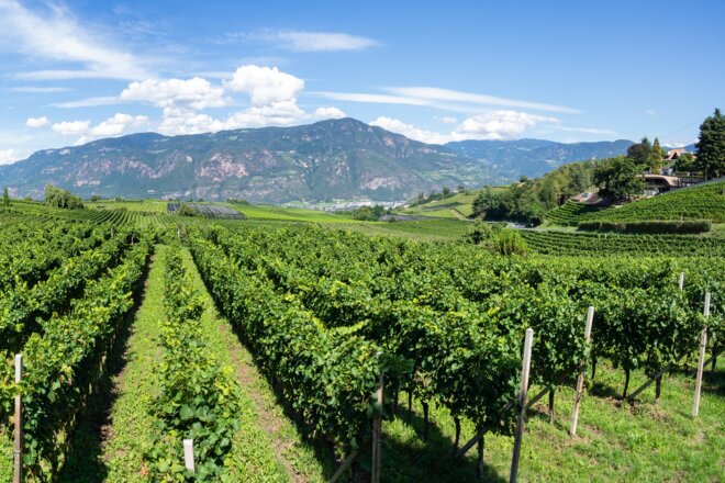 Amazing landscape at the vineyards of the Trentino Alto Adige in Italy. The wine route. Natural contest